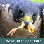 Feasting on Prey: What Do Falcons Eat?