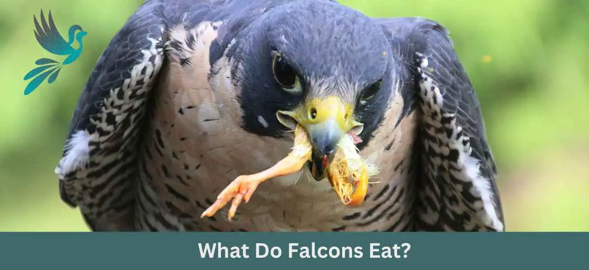 What Do Falcons Eat