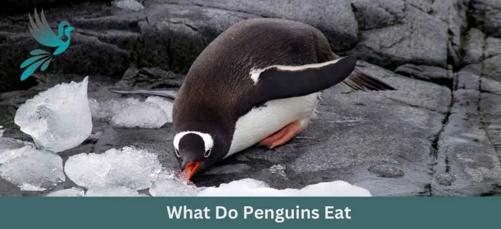 What Do Penguins Eat - Ask About Birds