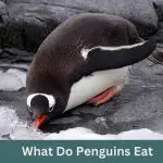 What Do Penguins Eat