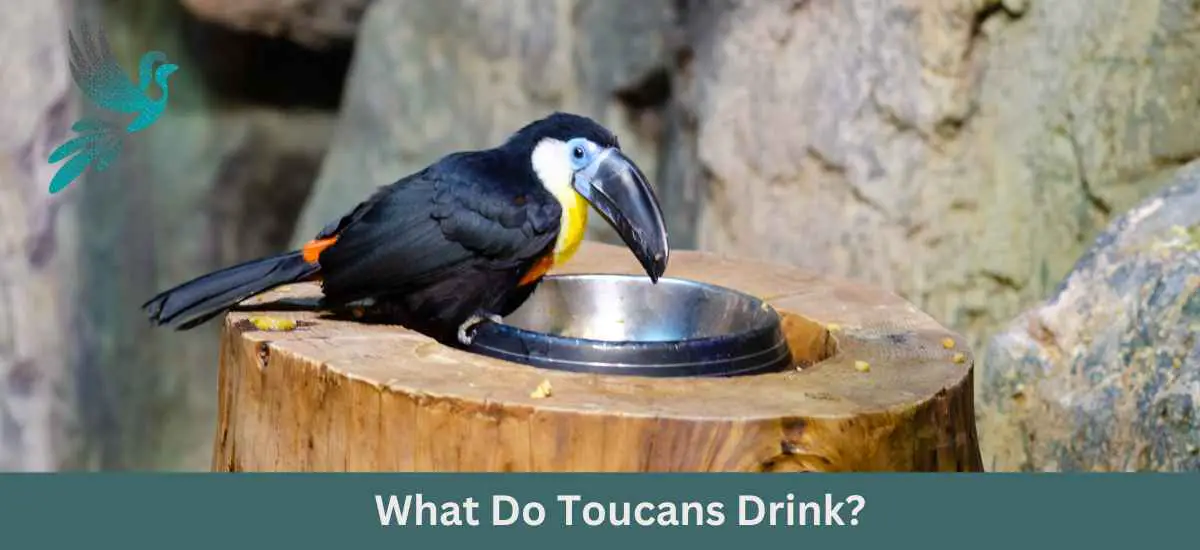 What Do Toucans Drink