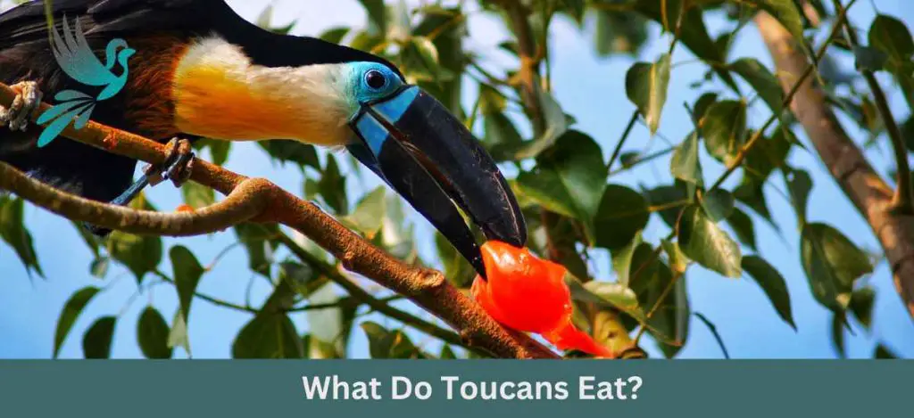 What Do Toucans Eat? Exploring the Dietary Habits of These Colorful