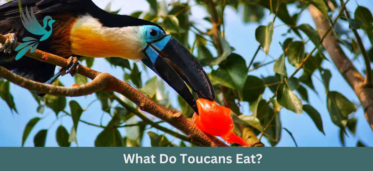 What Do Toucans Eat? Exploring the Dietary Habits of These Colorful Birds
