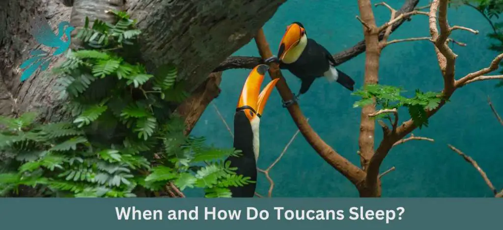 When and How Do Toucans Sleep? Uncovering the Surprising Habits of ...