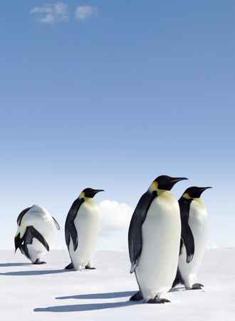 Where Do Penguins Live