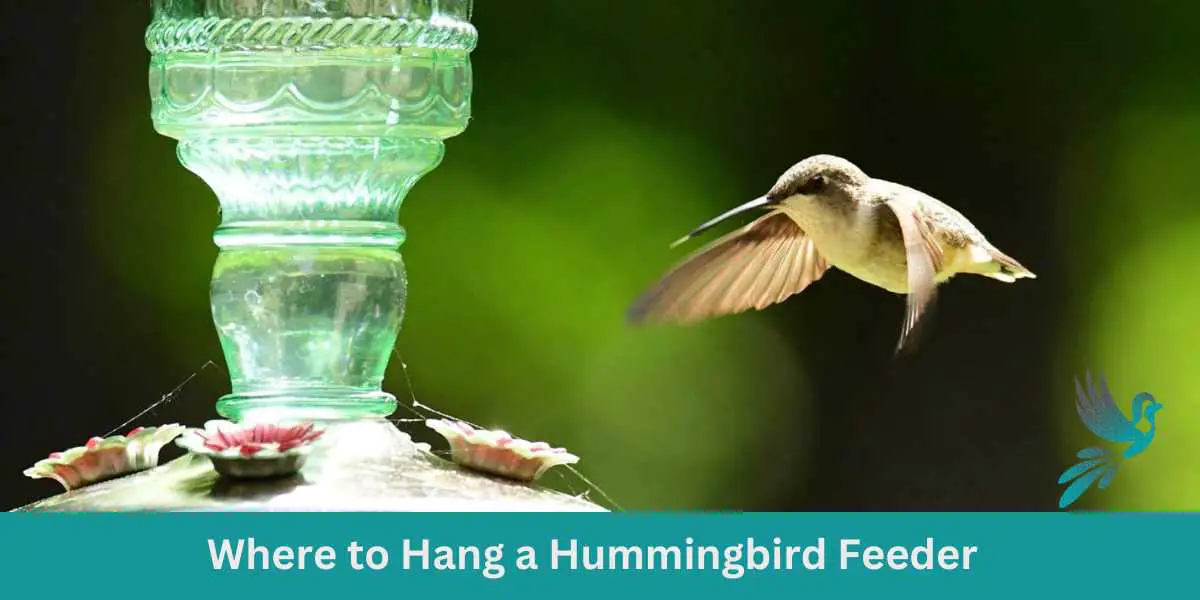 Where to Hang a Hummingbird Feeder?