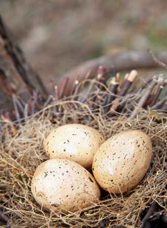 Wild Birds Lay Unfertilized Eggs