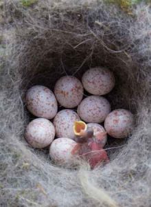 Do Wild Birds Lay Unfertilized Eggs? - Ask About Birds