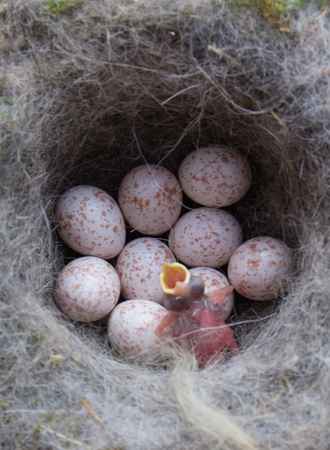 birds lay unfertilized eggs
