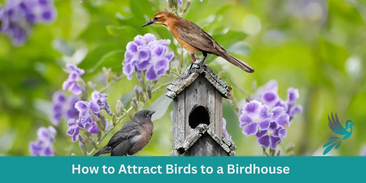 Creating a Bird-Friendly Habitat: How to Attract Birds to a Birdhouse