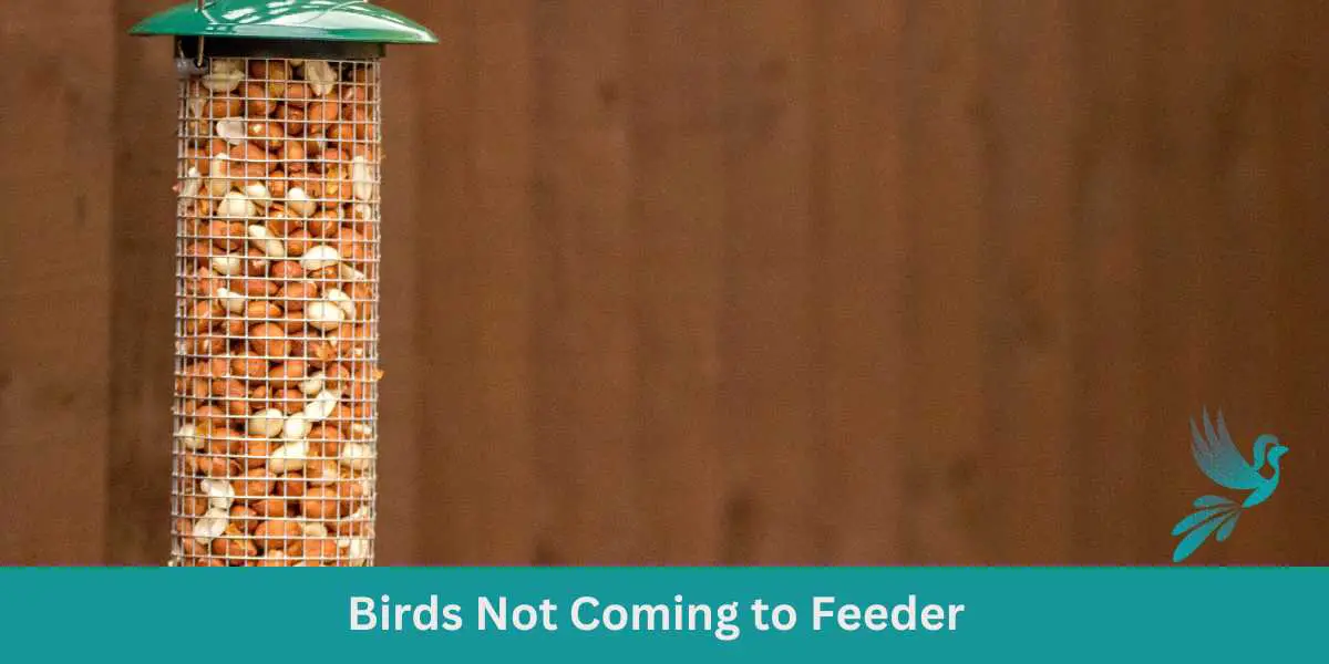 Feeding Birds - Ask About Birds