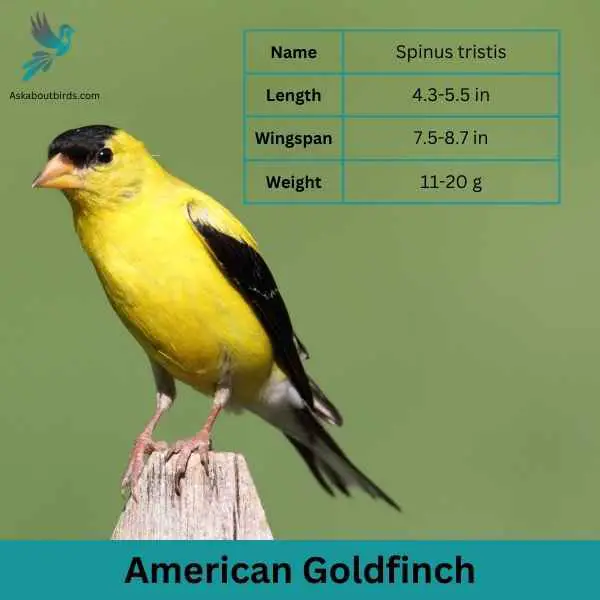 American Goldfinch attributes