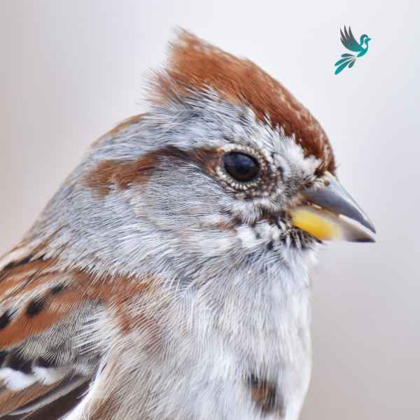 American Tree Sparrow close up