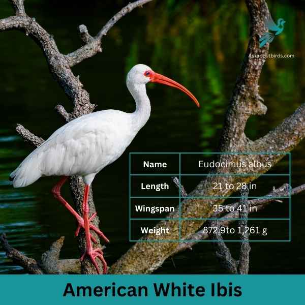 American White Ibis attributes 1