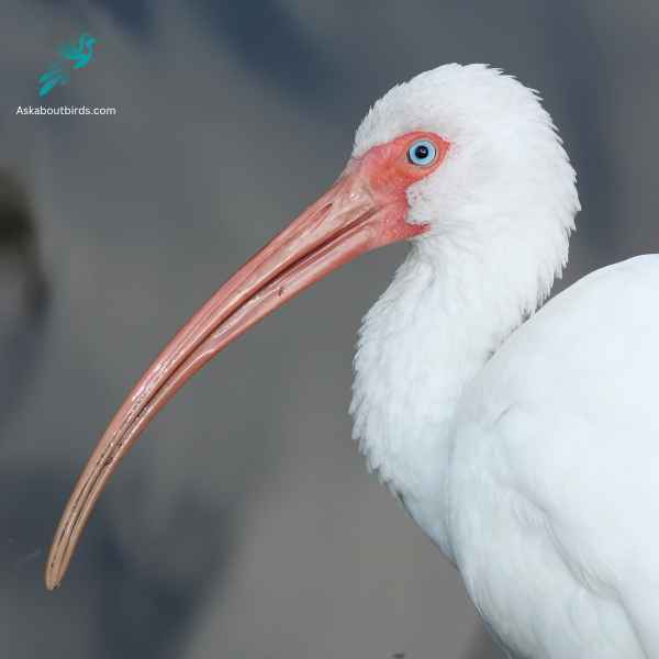 American White Ibis close up 1