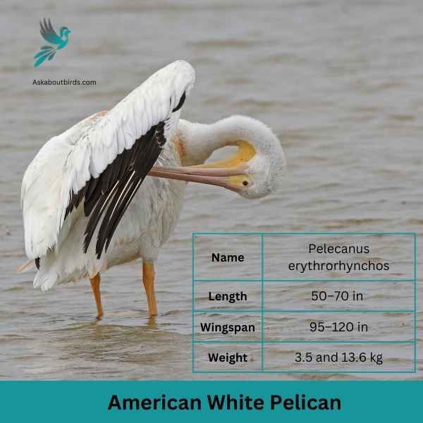 American White Pelican attributes