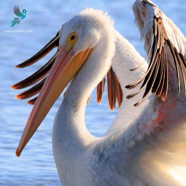 American White Pelican close up