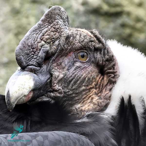 Andean Condor 2