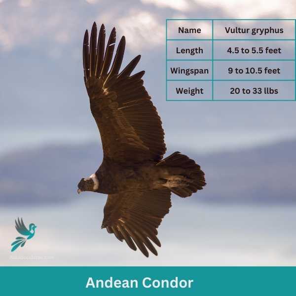 Andean Condor