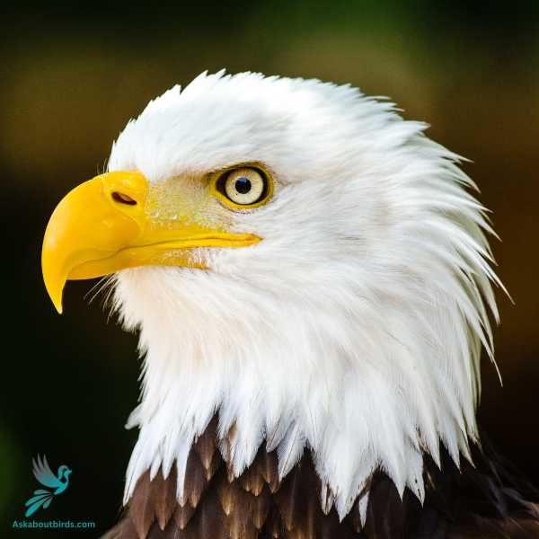 Bald Eagle 2