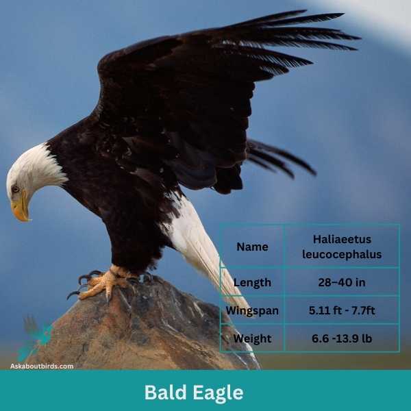 Bald Eagle