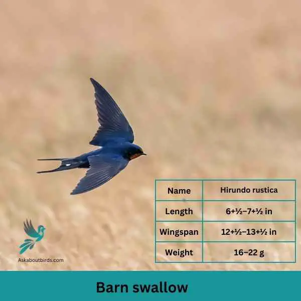 Barn swallow attributes 1