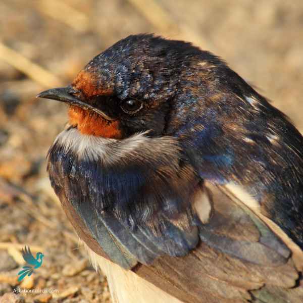 Barn swallow close up