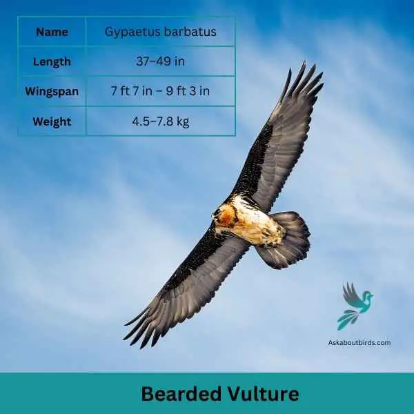Bearded Vulture attributes