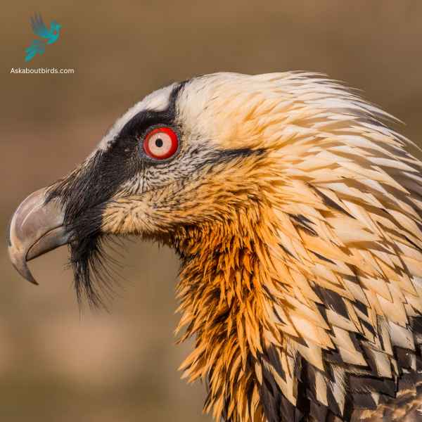 Bearded Vulture close up