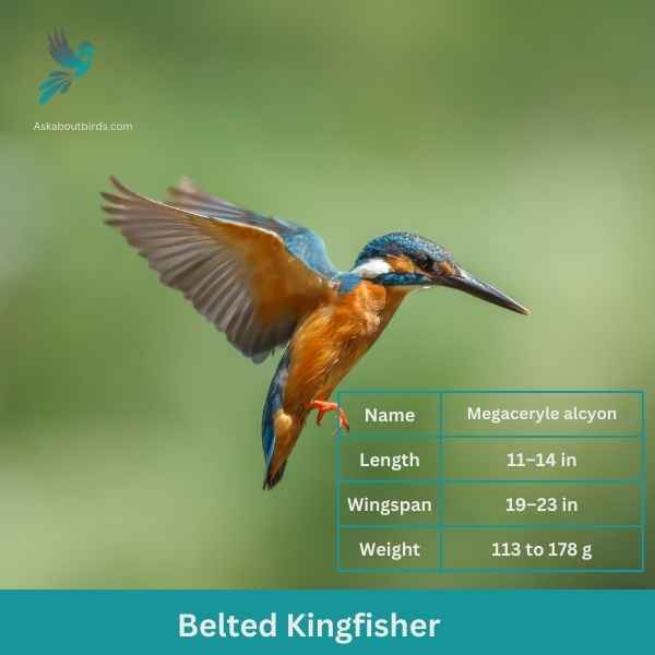 Belted Kingfisher attributes