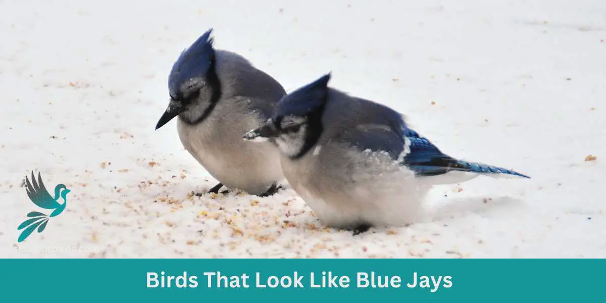 Birds That Look Like Blue Jays