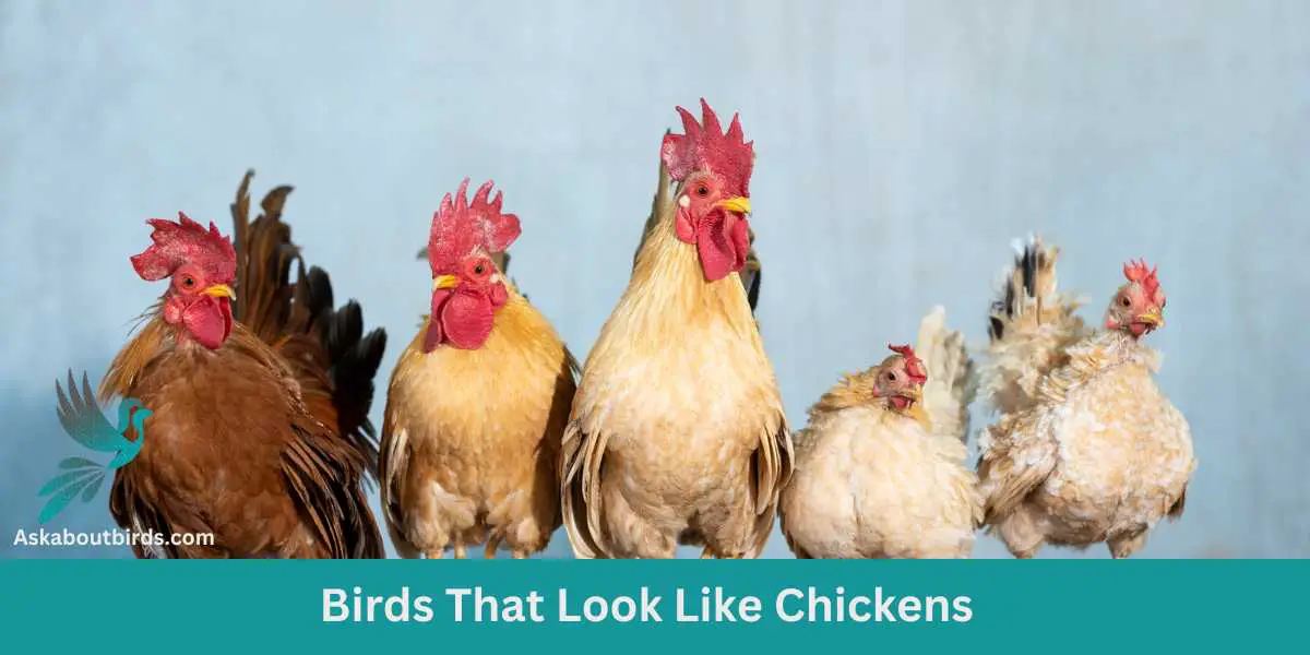Birds That Look Like Chickens