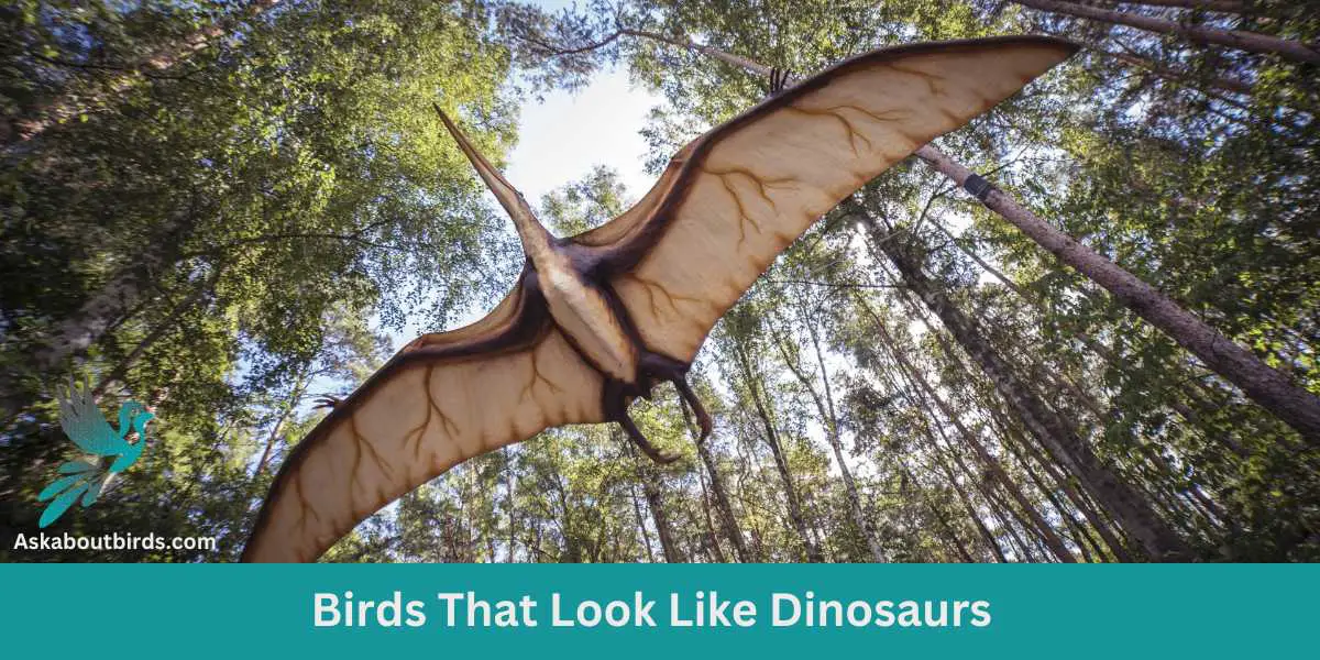 Birds That Look Like Dinosaurs