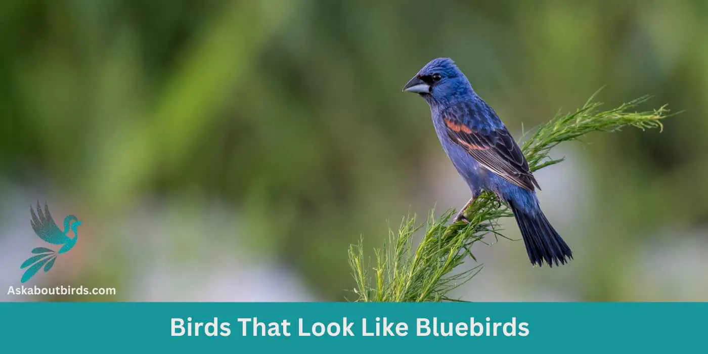 Birds That look Like Bluebirds