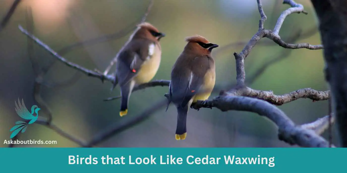 5 Amazing Birds That Look Like Cedar Waxwing (Wait Until You See #3!)