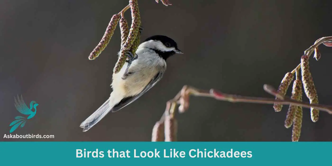 Spot the Difference: 7 Birds that Look Like Chickadees (And 7 Chickadees)