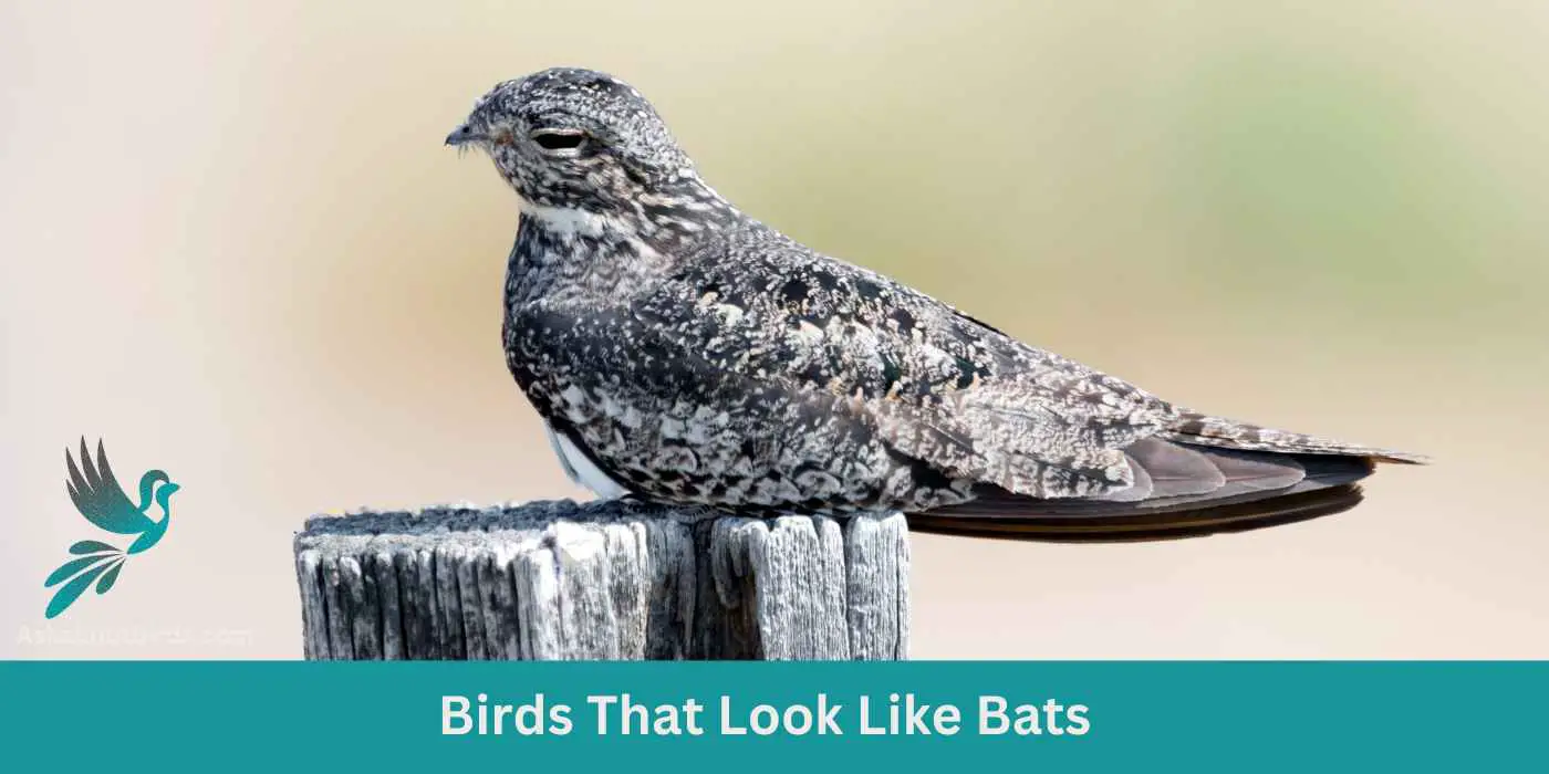 Birds That Look Like Bats (7 Types)