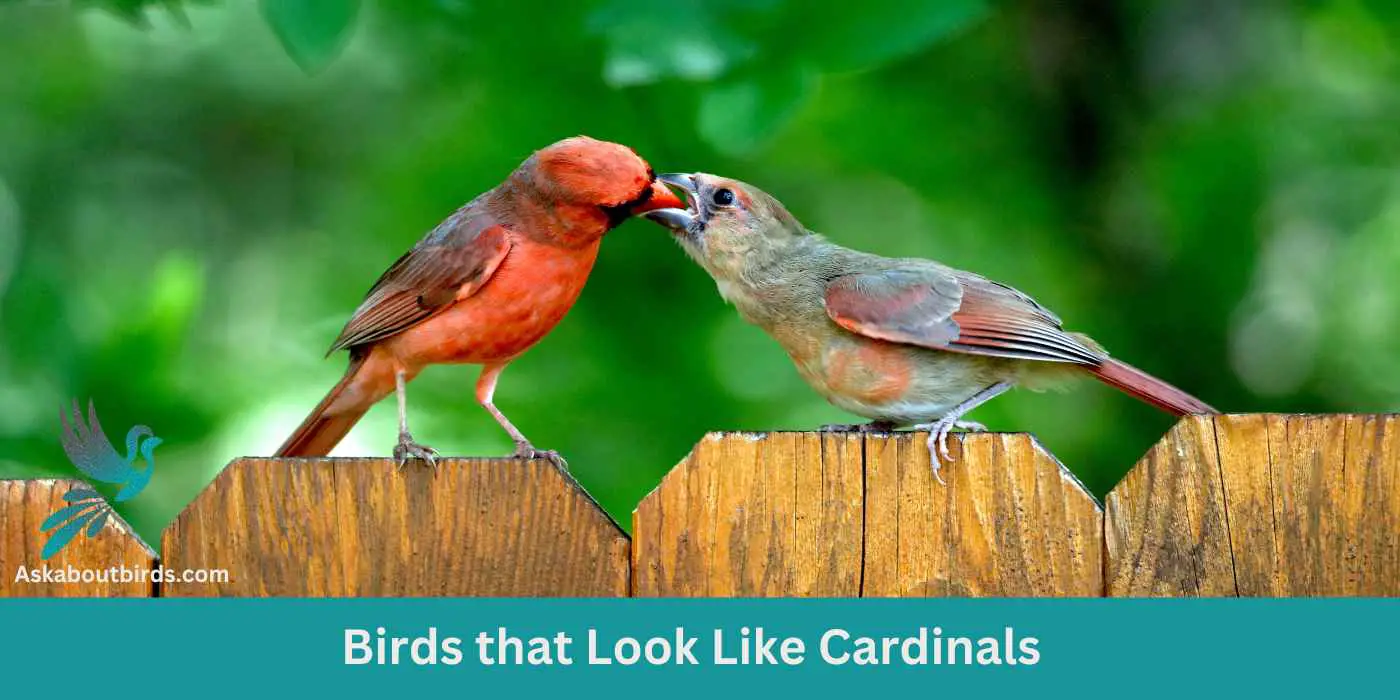 Birds That look Like cardinals