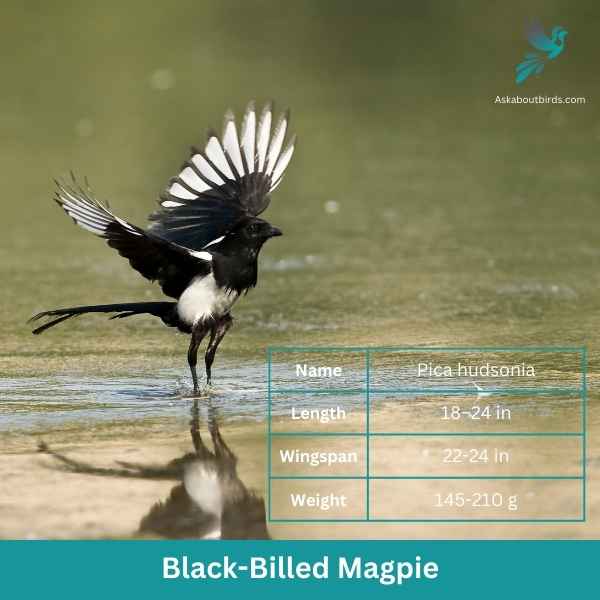 Black Billed Magpie attributes 1