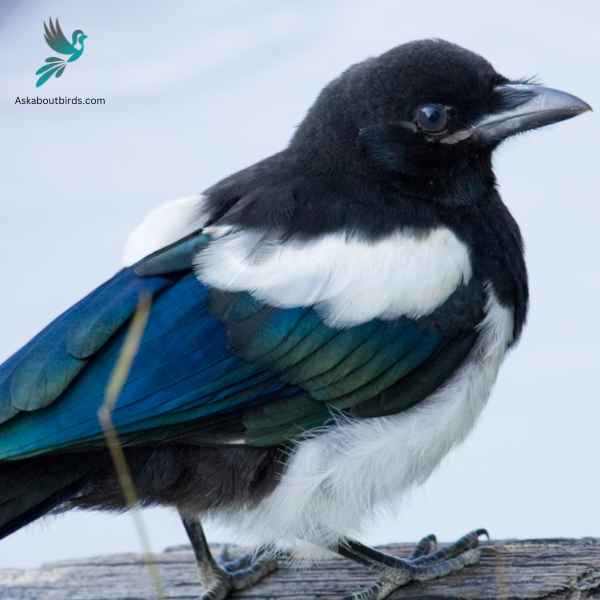 Black Billed Magpie close up