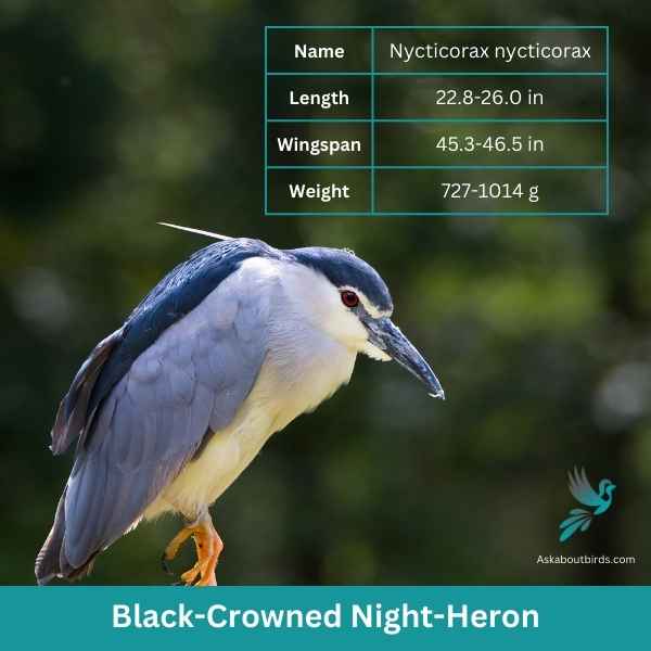 Black Crowned Night Heron attributes