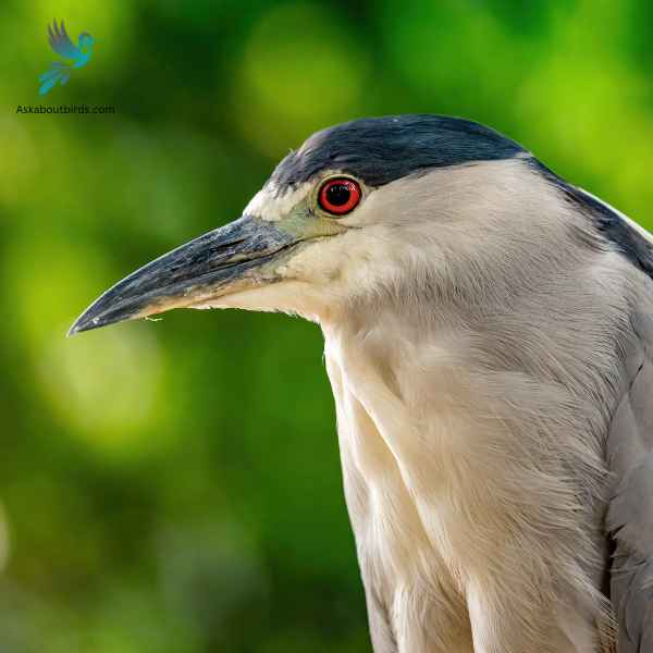 Black Crowned Night Heron close up