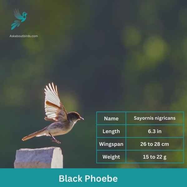 Black Phoebe attributes 1