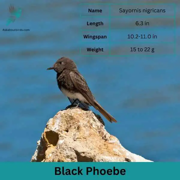 Black Phoebe attributes 2