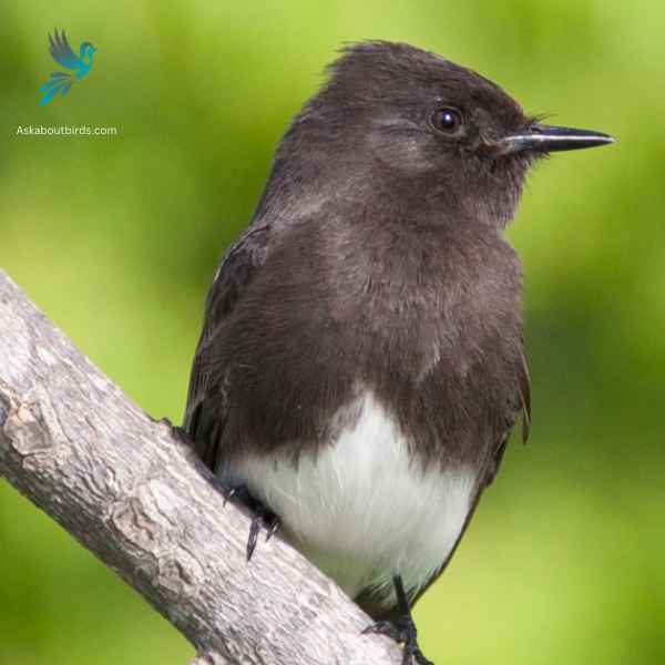 Black Phoebe close up