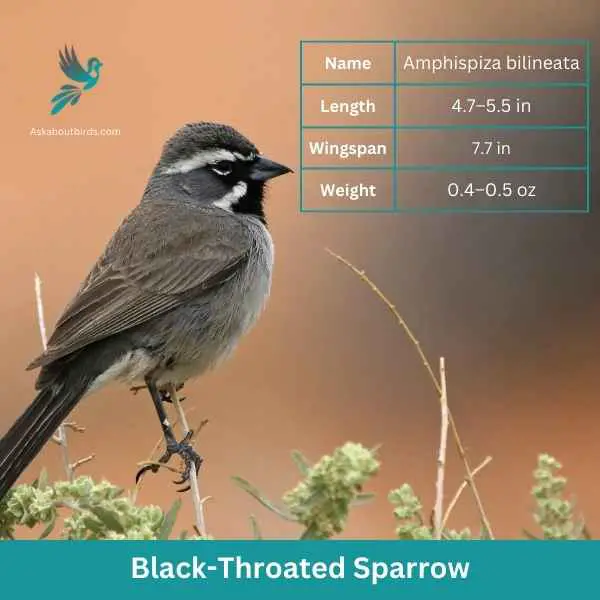 Black Throated Sparrow attributes