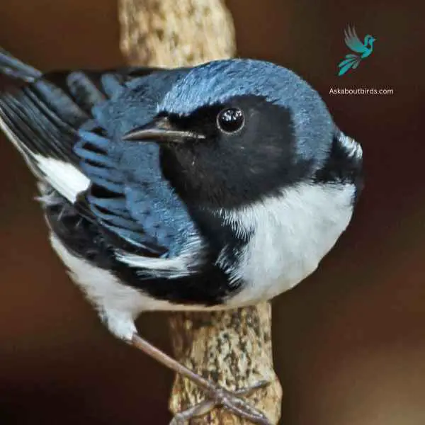 Black throated Blue Warbler close up