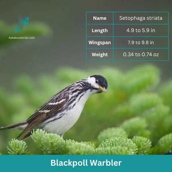 Blackpoll Warbler attributes