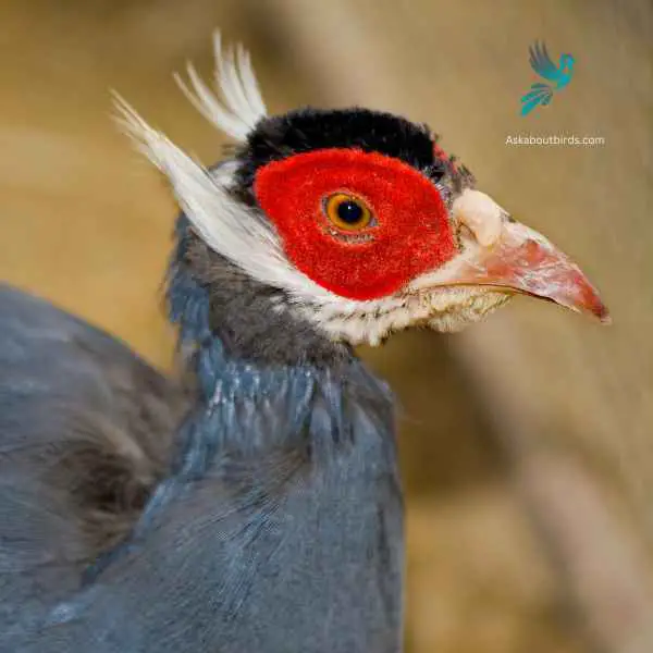 Blue Eared Pheasant close up