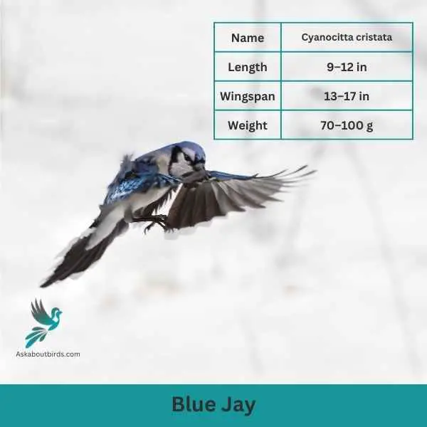 Blue Jay attributes